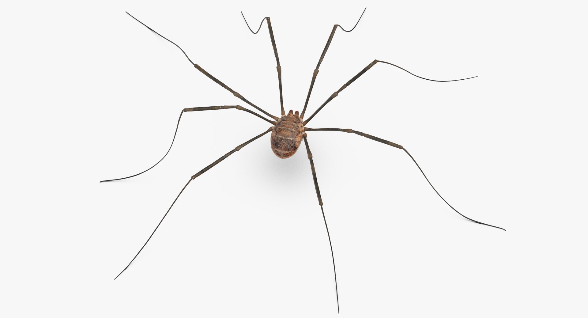 Daddy long legs : r/confusingperspective