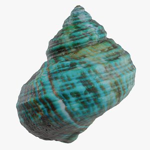 Green Turbo Shell Turbo Marmoratus Shell 19