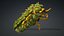 Larva-V2c