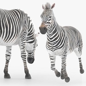 African Zebra Fur Rigged For Blender Animated Set 3D model