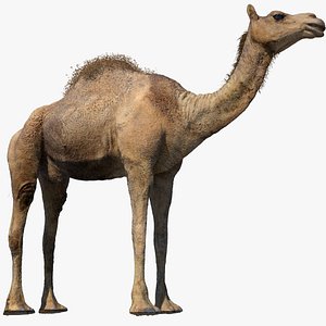Camel (Rigged) (No fur)