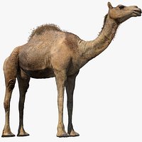 Camel (Rigged) (No fur)