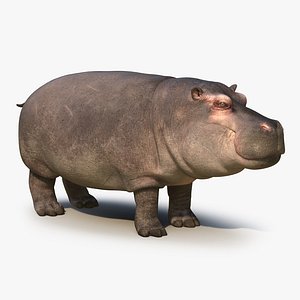 hippopotamus fur max