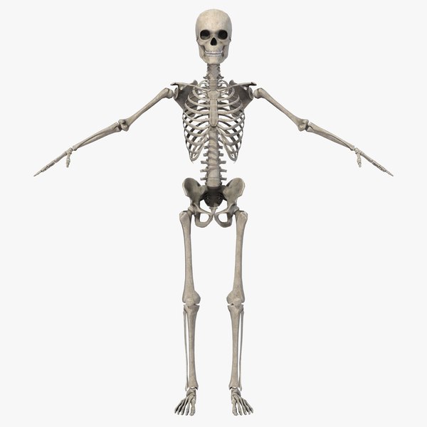 modèle 3D de Squelette humain - TurboSquid 2052398