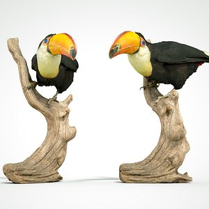 Toekan Ramphastidae Toucan Tucana