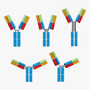 IgG Antibody Collection Immunoglobulin Structure Pack