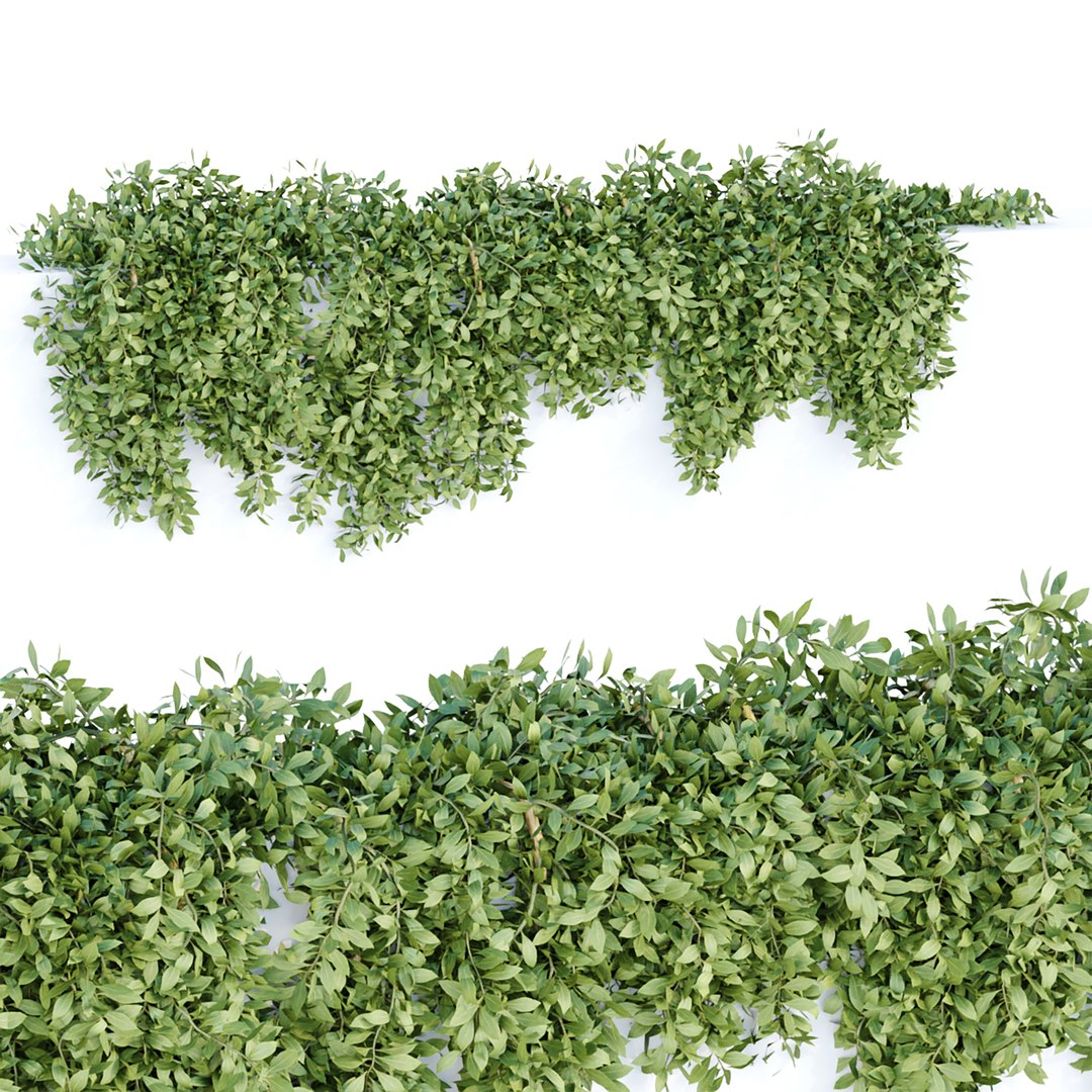 Hanging Wall Ivy Collection Vol 4 3D Models 3D Model TurboSquid 2001981