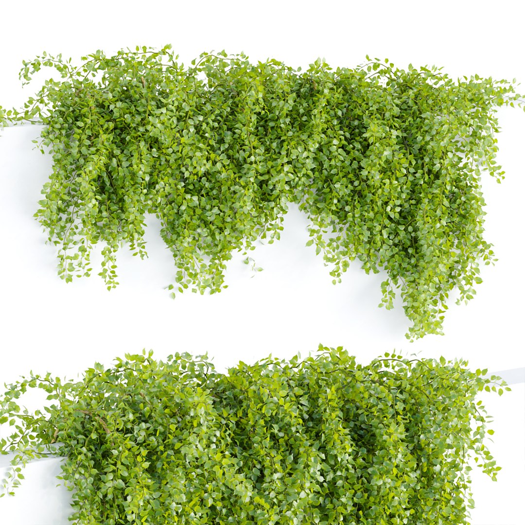 Hanging Wall Ivy Collection Vol 4 3D Models 3D Model - TurboSquid 2001981