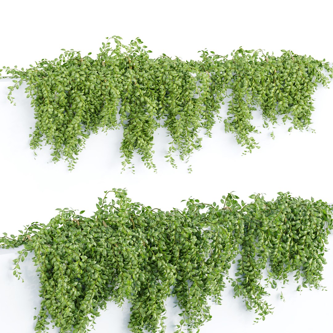 Hanging Wall Ivy Collection Vol 4 3D Models 3D Model - TurboSquid 2001981