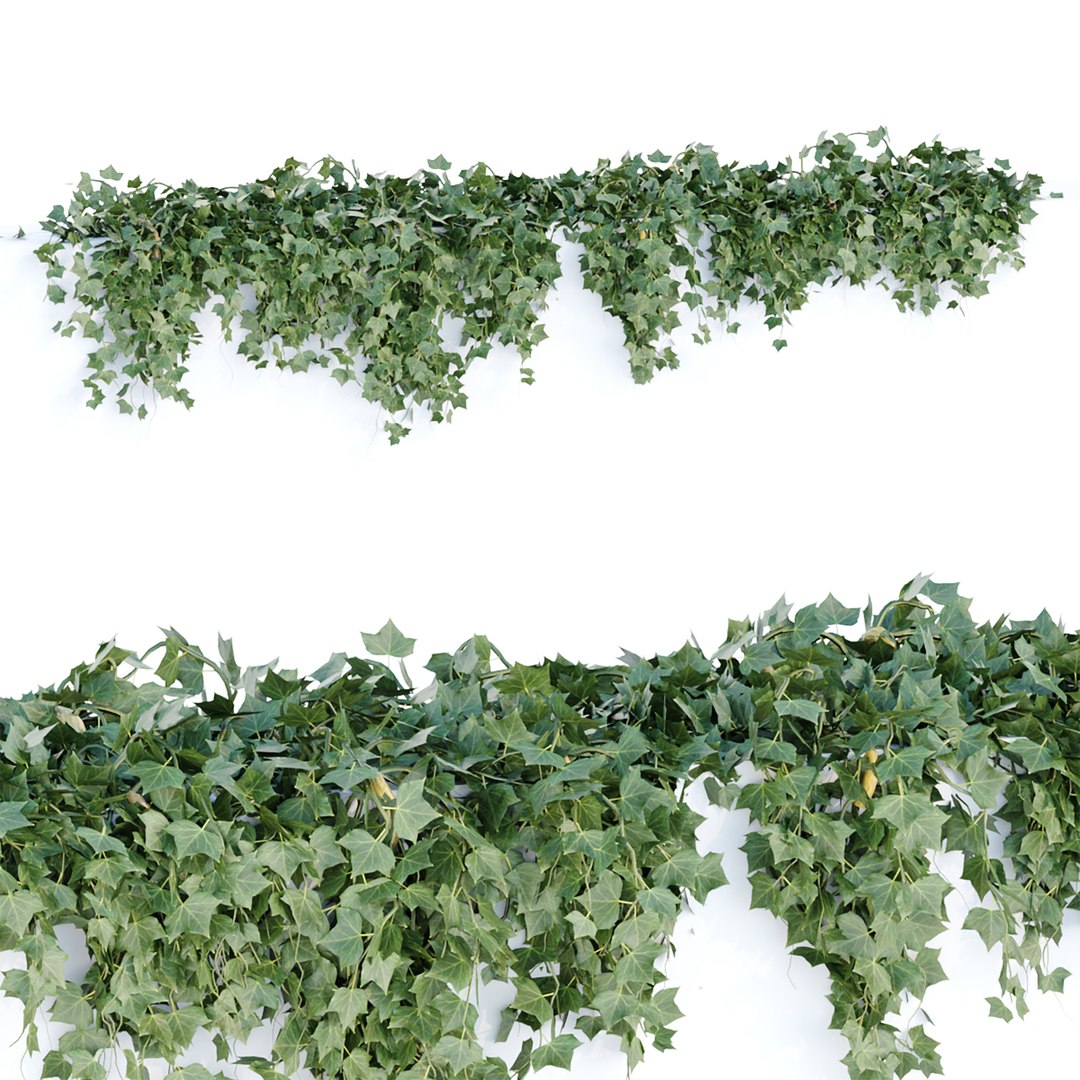 Hanging Wall Ivy Collection Vol 4 3D Models 3D Model TurboSquid 2001981