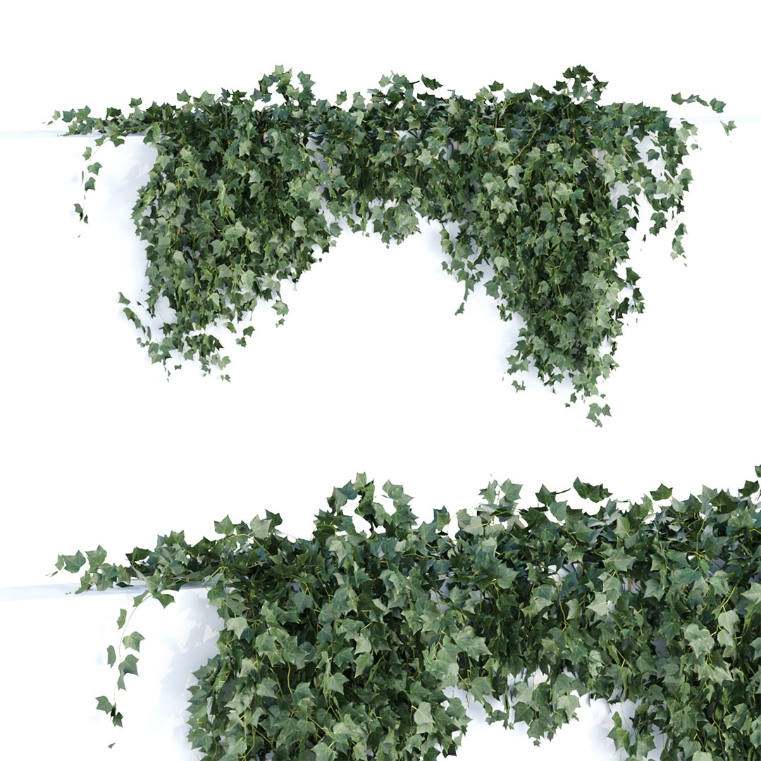 Hanging Wall Ivy Collection Vol 4 3D Models 3D Model TurboSquid 2001981