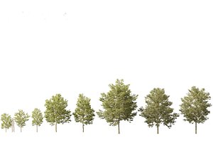 	Acer buergerianum - Trident maple 01 3D model