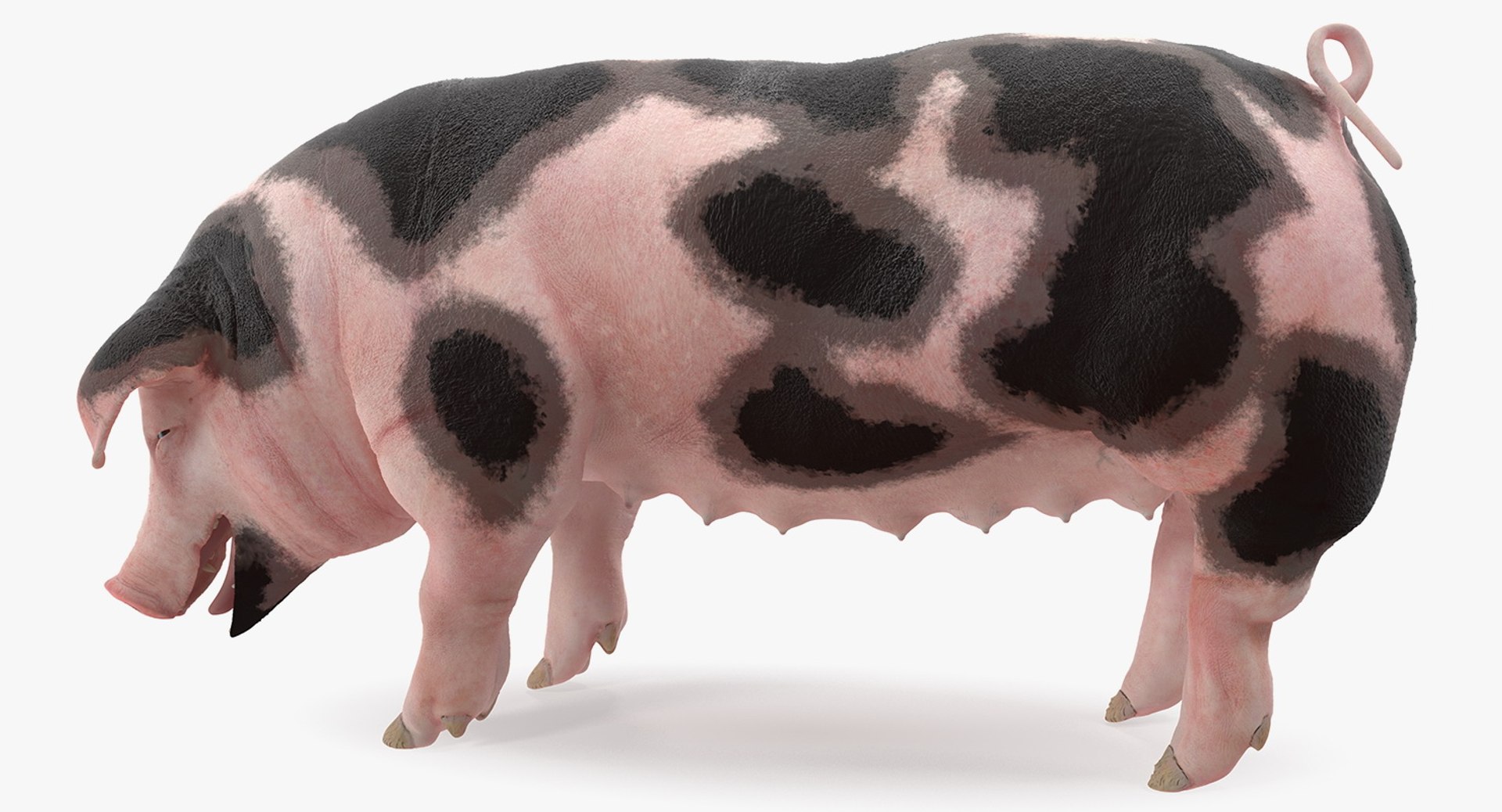 Pig Sow Peitrain Standing Pose 3D Model 3D model preview