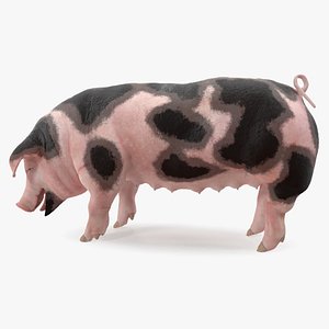 pig sow peitrain standing 3D model