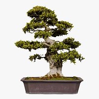 Satsuki Kozan 1 Bonsai Tree Remastered
