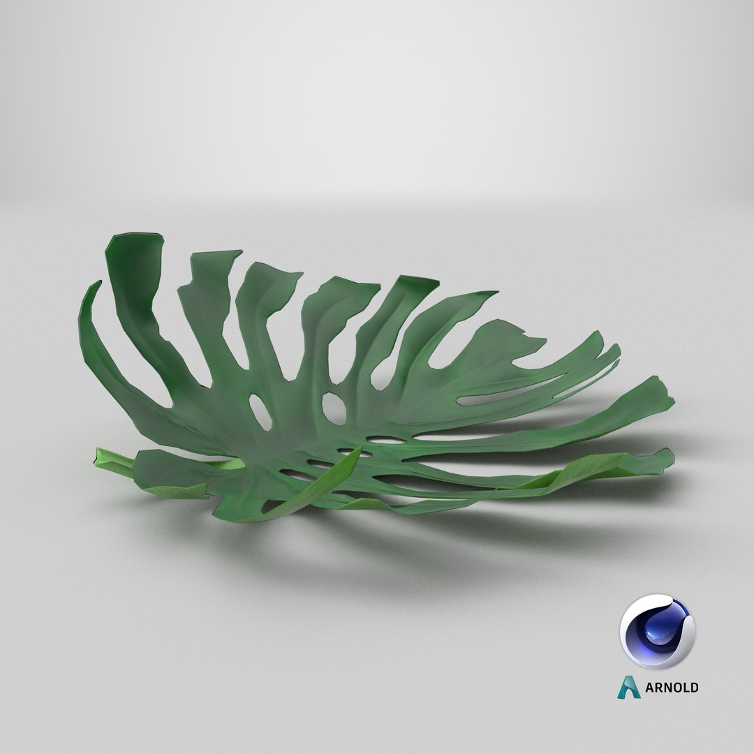3D Prop01 Palm Leaves Type 02 model https://p.turbosquid.com/ts-thumb/mz/B1eu6Y/eX/stemcell_cinema_4d_arnold_render/png/1698833503/1920x1080/fit_q87/763a2da500e0b68ce91ea601c6c0dd1662b308a3/stemcell_cinema_4d_arnold_render.jpg