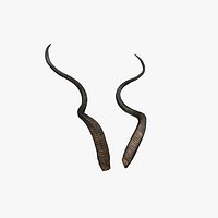 Horn V1