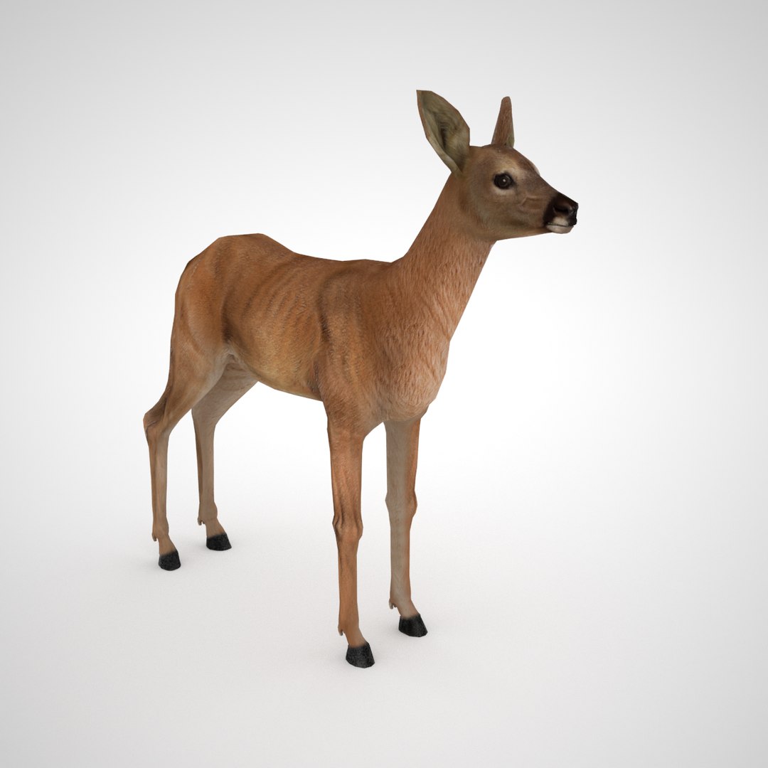 3D Roe Deer Female - Model - TurboSquid 1301463