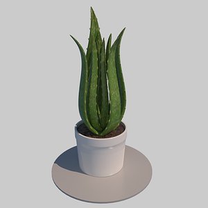 aloe vera plant 3D model
