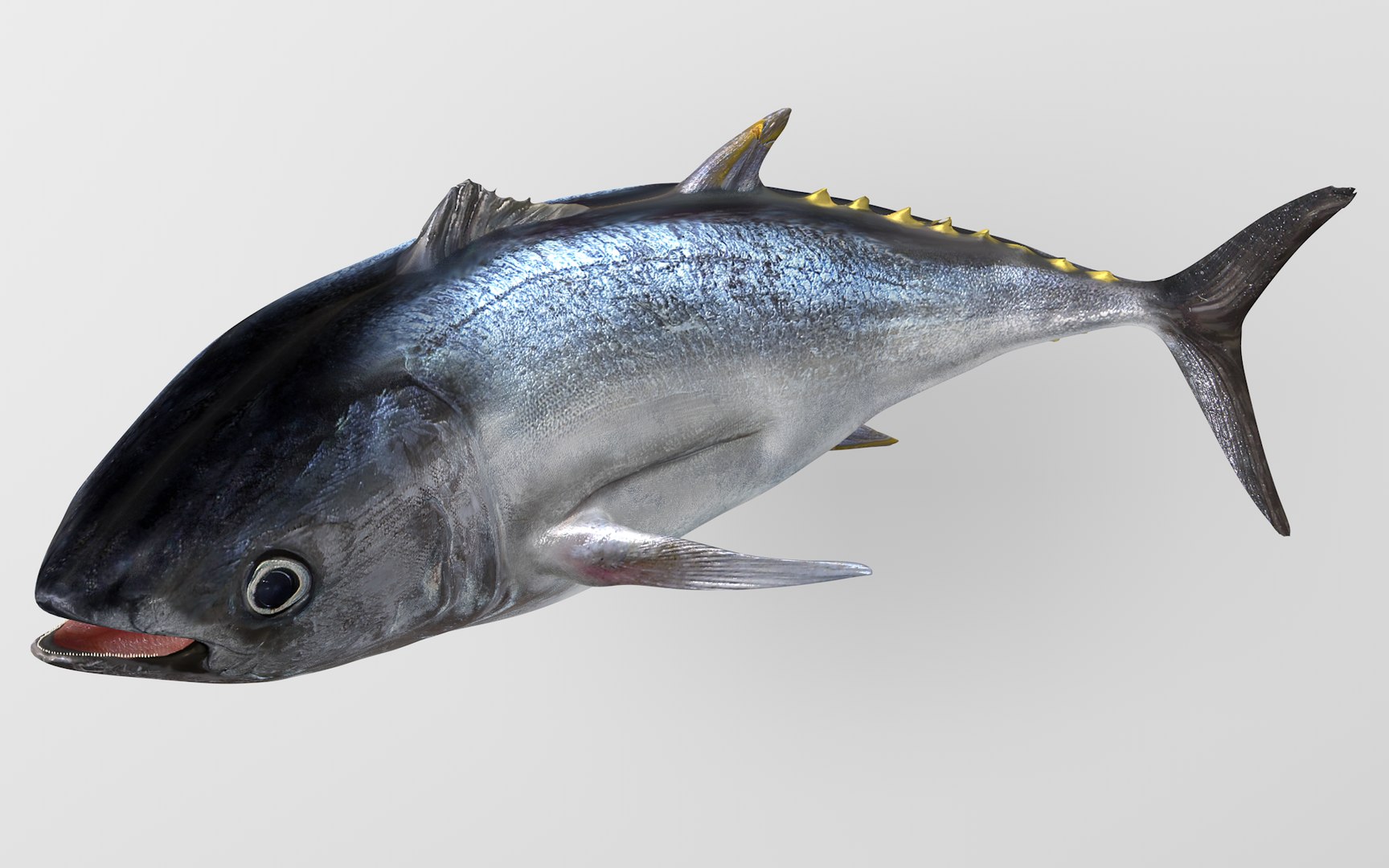 TUNA FISH Rigged L1888 3D - TurboSquid 2002899