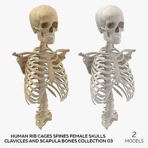 Human Rib Cages Spines Female Skulls Clavicles and Scapula Bones Collection 03 - 2 models 3D