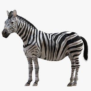 Zebra (Rigged)