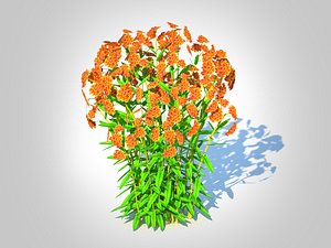 Asclepias tuberosa - Butterfly Weed 3D model