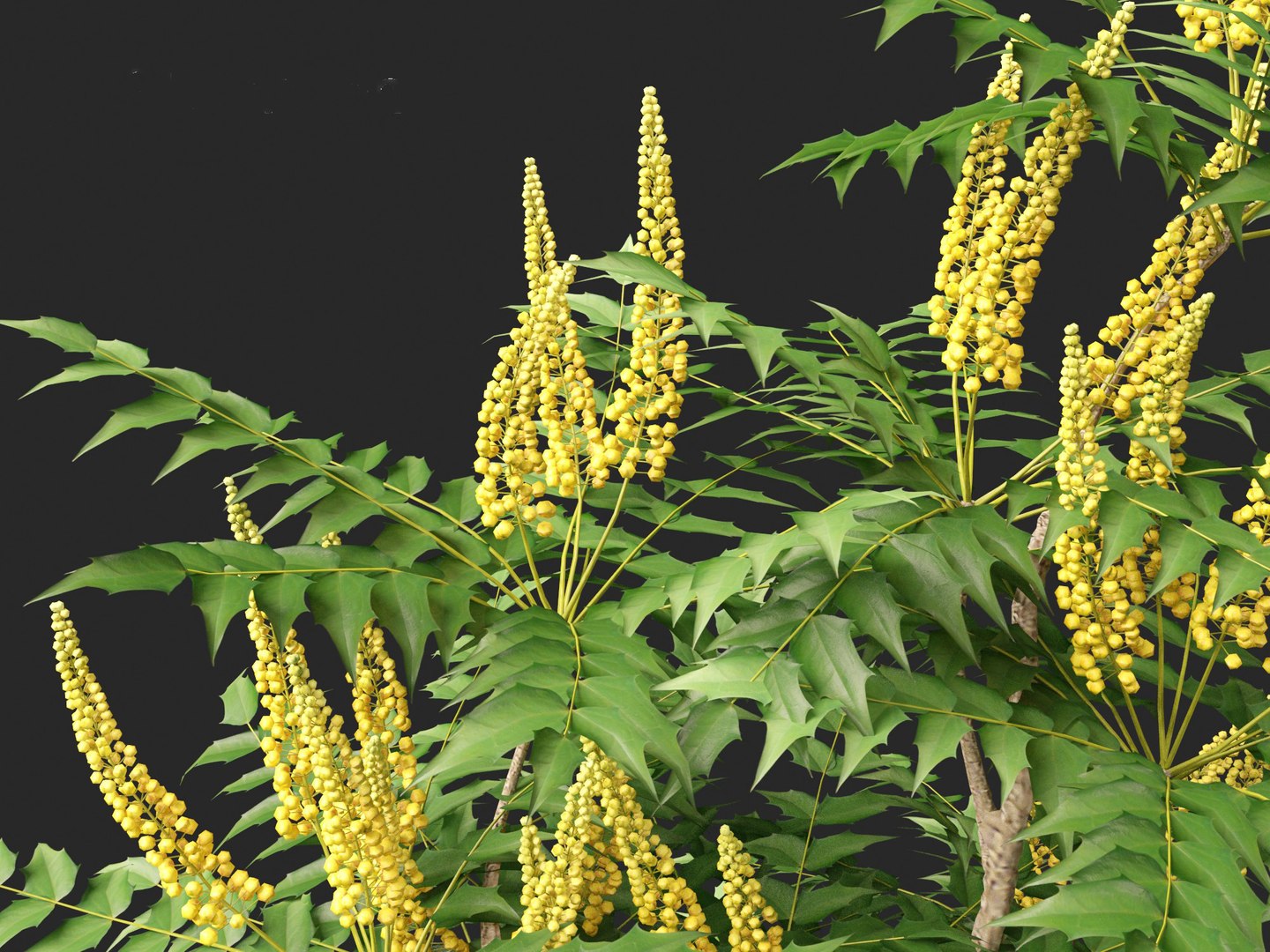 3D Mahonia japonica - Japanese mahonia - TurboSquid 2147534