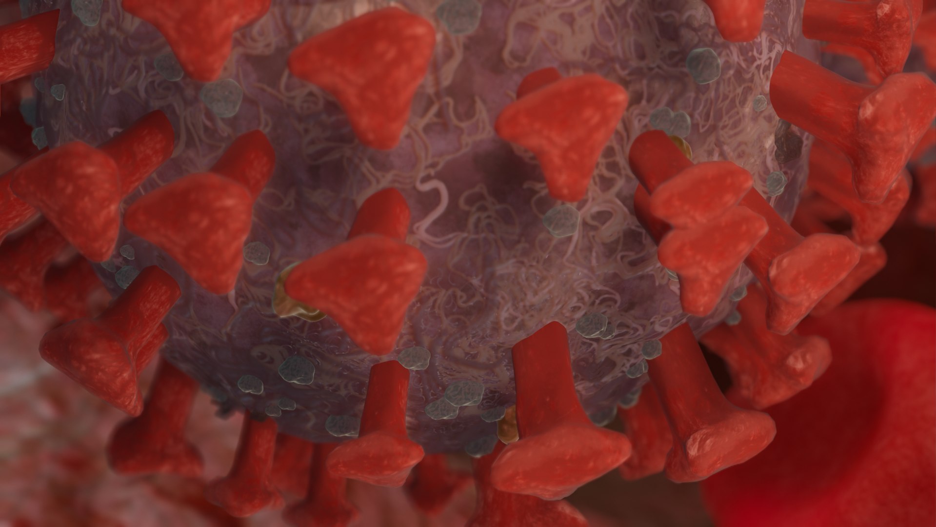 3D model coronavirus covid19 real virus https://p.turbosquid.com/ts-thumb/mz/sQRYto/5pITzS6P/342/jpg/1587459996/1920x1080/fit_q87/fa1a2f3c0941cb96949fde79c93fc60053c468b8/342.jpg