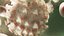 real CORONAVIRUS covid19