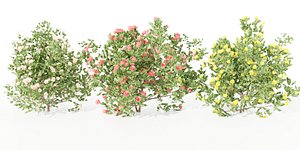 flowering bushes collection vol 42-Blender 3D model
