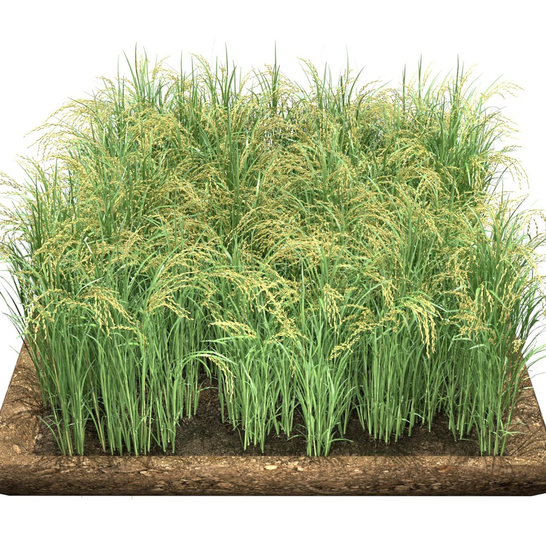 Green Rice Field Section Model - TurboSquid 2410362