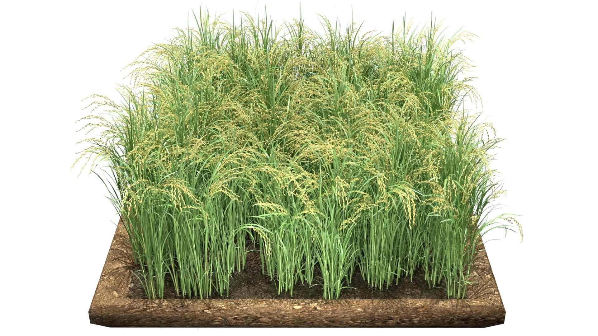 Green Rice Field Section Model - TurboSquid 2410362