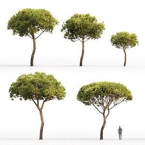 Pinus Pinea #4