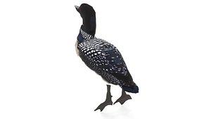 Common Loon The National Bird of Canada