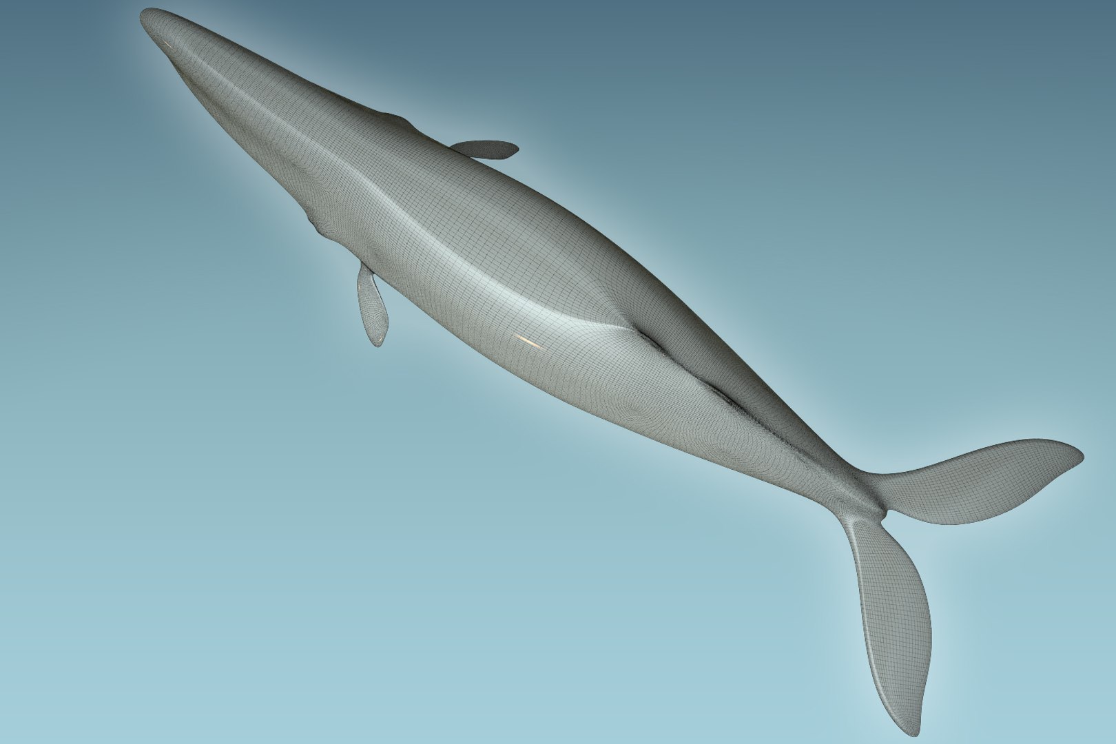 Sperm Whale Model - TurboSquid 1201129