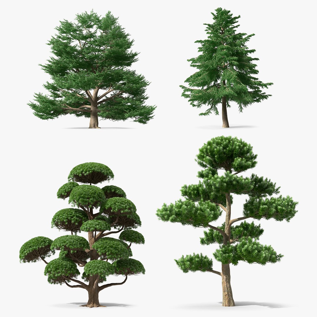 Evergreen Trees Collection 3D model preview