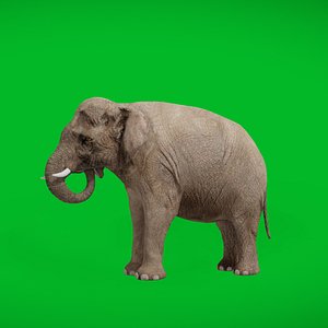 Asian Asiatic Elephant