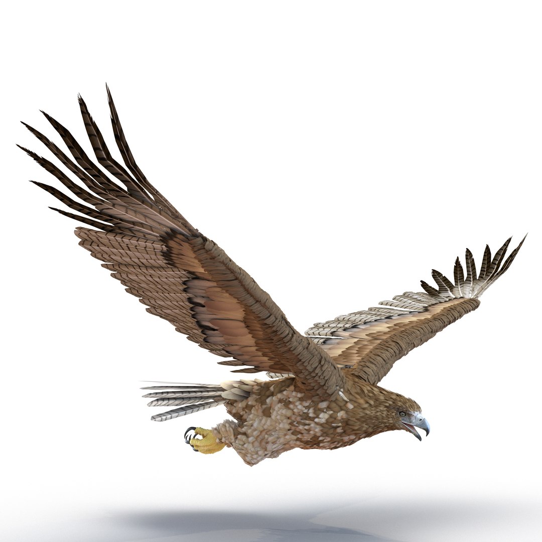 Gurney Eagle Pose 6 3D model preview