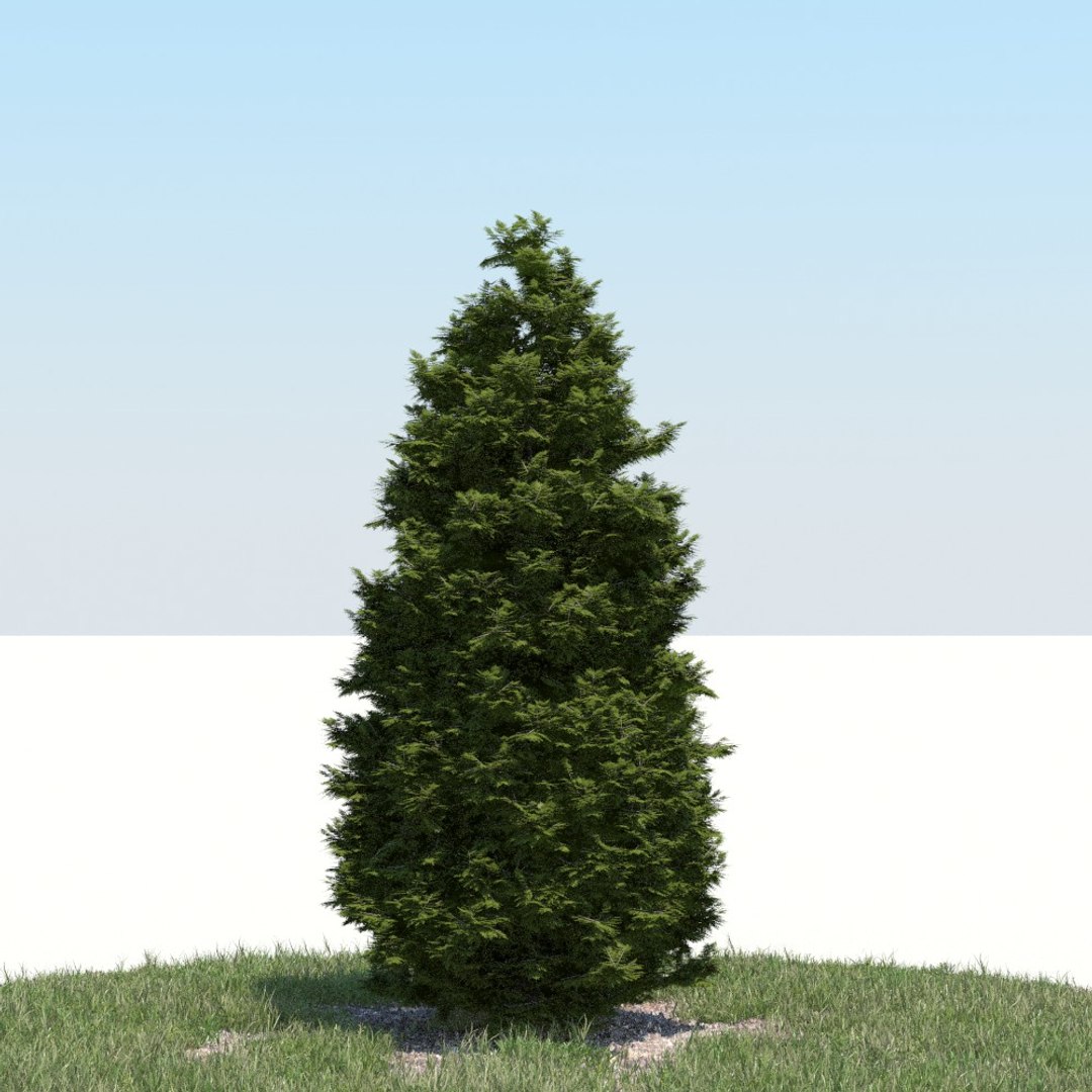 Realistic Thuja Tree 3d Model