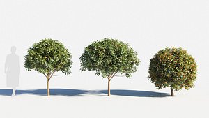 3D Prunus virginiana-2
