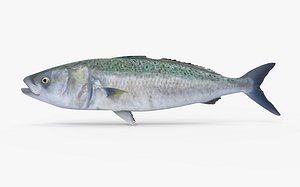 Australian Salmon Kahawai 2 3D model
