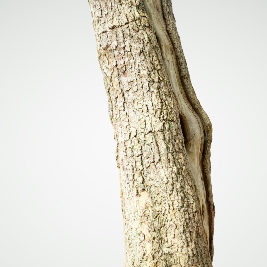 Tree Asset Obj