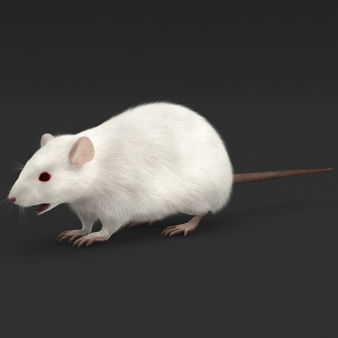 max https://p.turbosquid.com/ts-thumb/n1/6BHryM/wVCSIkh9/mouseriggedfur_2/jpg/1405611999/1920x1080/fit_q87/53a54177bb540af654ef8f5a45d89ac64f8473fc/mouseriggedfur_2.jpg