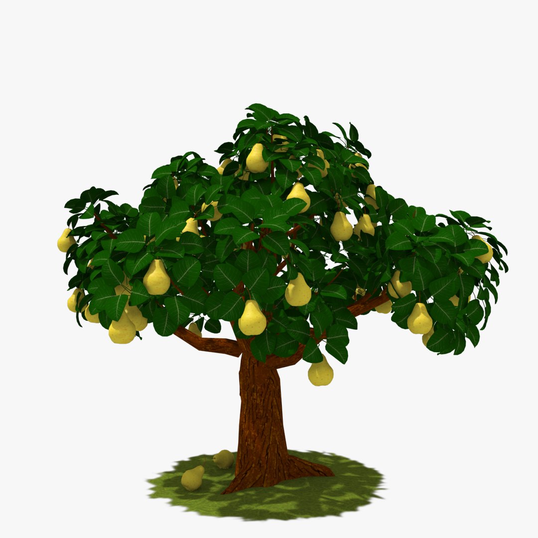3d pear tree model