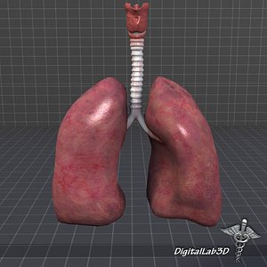 Lungs and Throat (Larynx)