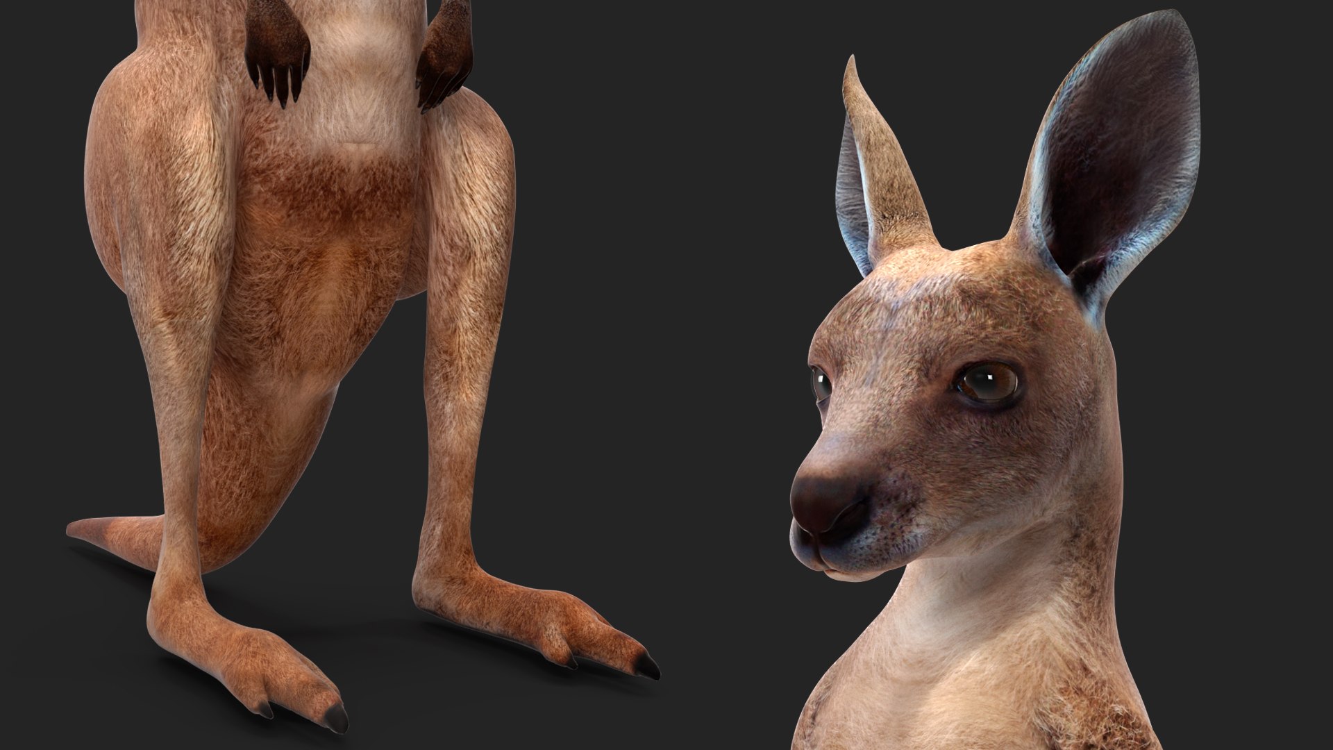 3D Baby Kangaroo in Standing Pose model https://p.turbosquid.com/ts-thumb/n1/MPiXxs/3w/babykangarooinstandingpose3dmodel009/jpg/1719547797/1920x1080/fit_q87/32a5d5036f2e4ed3d022dcd48e3376eff43eb5d4/babykangarooinstandingpose3dmodel009.jpg