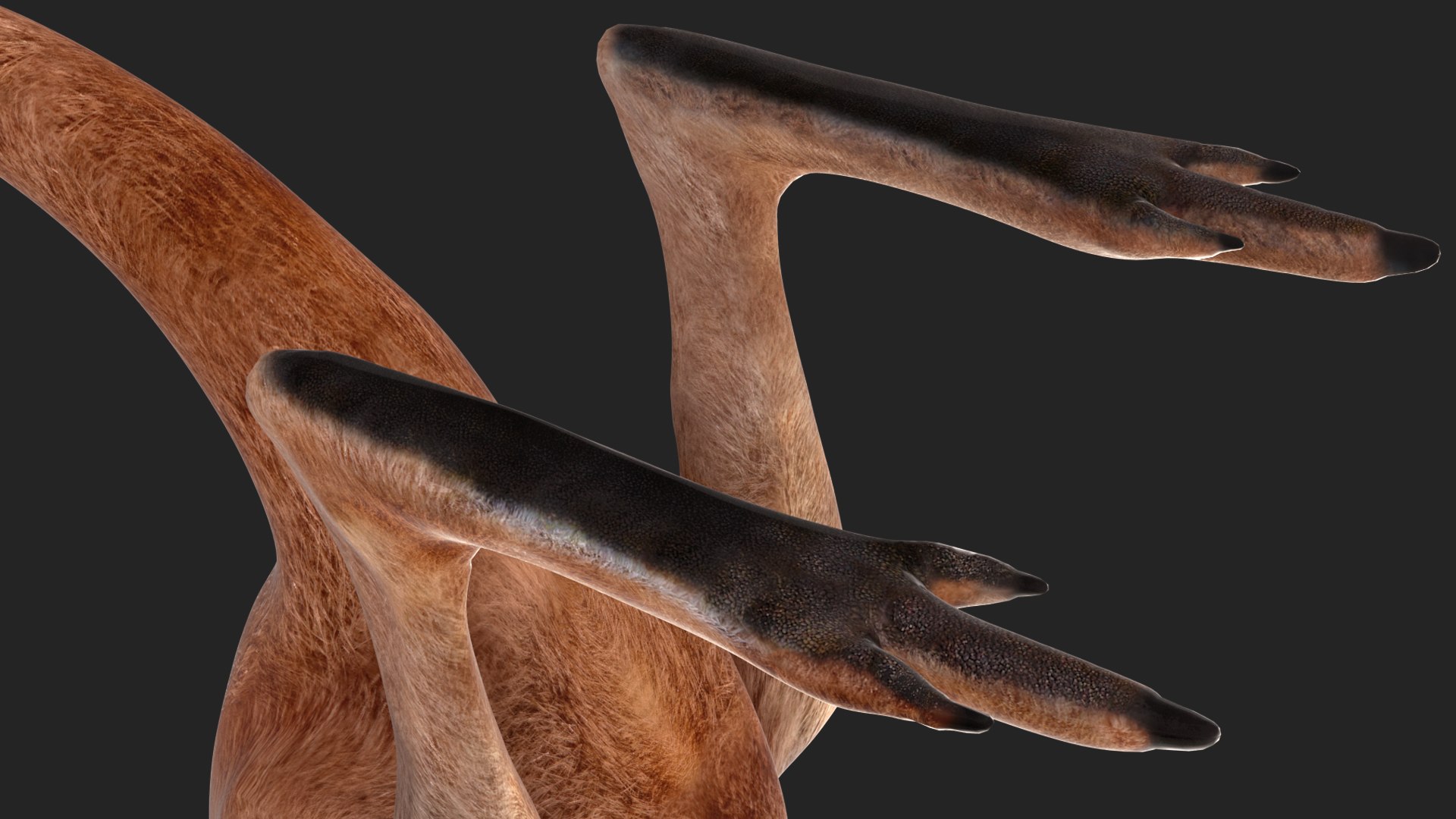 3D Baby Kangaroo in Standing Pose model https://p.turbosquid.com/ts-thumb/n1/MPiXxs/F4/babykangarooinstandingpose3dmodel008/jpg/1719547793/1920x1080/fit_q87/04add74dcbadccee242f2eac3ddfdb977f12d3a7/babykangarooinstandingpose3dmodel008.jpg