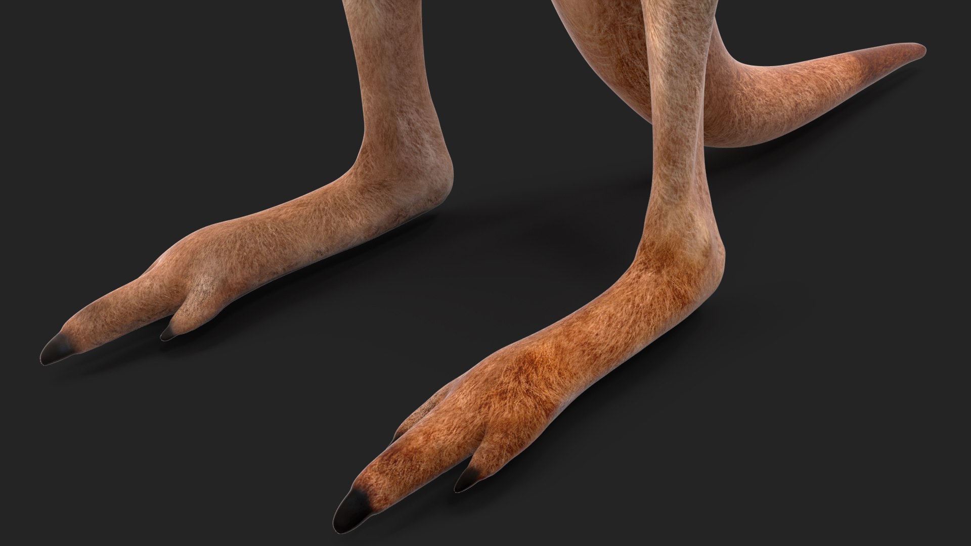3D Baby Kangaroo in Standing Pose model https://p.turbosquid.com/ts-thumb/n1/MPiXxs/FJ/babykangarooinstandingpose3dmodel012/jpg/1719547810/1920x1080/fit_q87/f47c872afab7f6e58f8c8fb2f7d53fd439c225ee/babykangarooinstandingpose3dmodel012.jpg