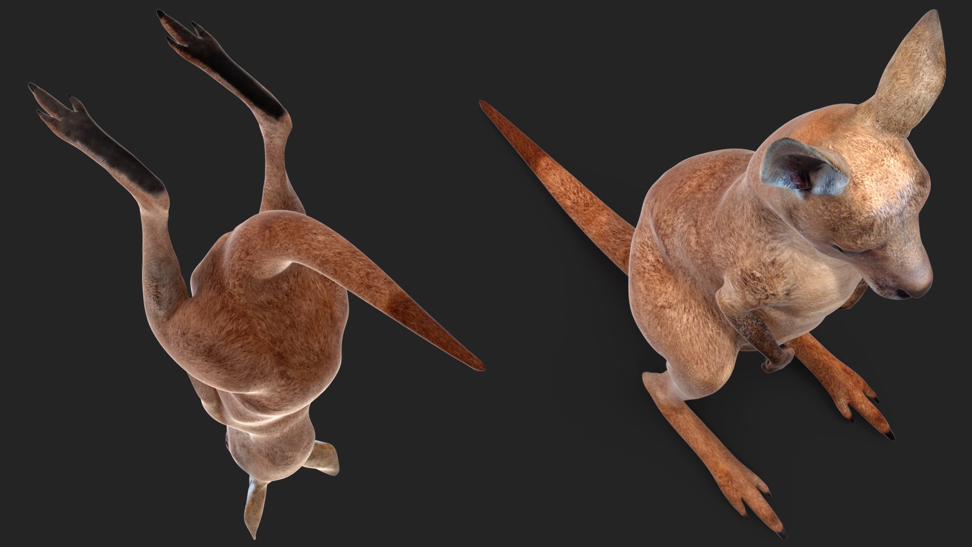 3D Baby Kangaroo in Standing Pose model https://p.turbosquid.com/ts-thumb/n1/MPiXxs/Kl/babykangarooinstandingpose3dmodel007/jpg/1719547789/1920x1080/fit_q87/0812891b582cb3be64e23c0a8e7996e30024e3ff/babykangarooinstandingpose3dmodel007.jpg